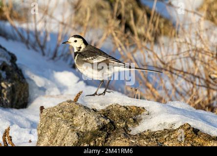 Der Rattenschwanz ist oft in der Nähe von Wasser zu finden. Sie sind aktive Vögel, die ständig ihren Schwanz wackeln, während sie auf der Suche nach wirbellosem Futter laufen. Viele sind drin Stockfoto