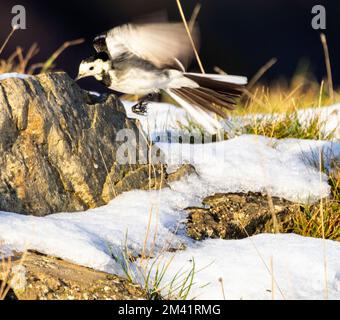 Der Rattenschwanz ist oft in der Nähe von Wasser zu finden. Sie sind aktive Vögel, die ständig ihren Schwanz wackeln, während sie auf der Suche nach wirbellosem Futter laufen. Stockfoto