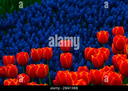 Orangen-Tulpen und Hyazinthen im Frühling. Frühlingsblütenkonzept. Tulpenfeld mit Hyazinthen in einem Park. Stockfoto