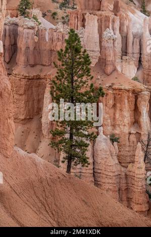 Pine Tree hebt sich im Bryce Canyon von Orange Hoodoos ab Stockfoto