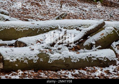 Farnham Common, Buckinghamshire, Großbritannien. 17.. Dezember 2022. Burnham Beeches in Buckinghamshire sieht heute noch wie ein Winterwunderland aus. Schnee bleibt auf den Bäumen, und Eiszapfen glitzern im Licht nach einem weiteren starken Nachtfrost. Burnham Beeches ist ein Ort von besonderem wissenschaftlichen Interesse und ein Paradies für Wildtiere. Die Temperaturen werden diese Woche ansteigen, und es wird starker Regen vorhergesagt. Kredit: Maureen McLean/Alamy Live News Stockfoto