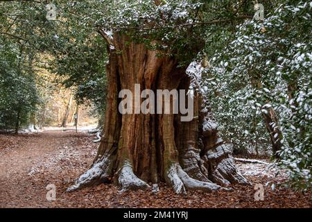 Farnham Common, Buckinghamshire, Großbritannien. 17.. Dezember 2022. Burnham Beeches in Buckinghamshire sieht heute noch wie ein Winterwunderland aus. Schnee bleibt auf den Bäumen, und Eiszapfen glitzern im Licht nach einem weiteren starken Nachtfrost. Burnham Beeches ist ein Ort von besonderem wissenschaftlichen Interesse und ein Paradies für Wildtiere. Die Temperaturen werden diese Woche ansteigen, und es wird starker Regen vorhergesagt. Kredit: Maureen McLean/Alamy Live News Stockfoto