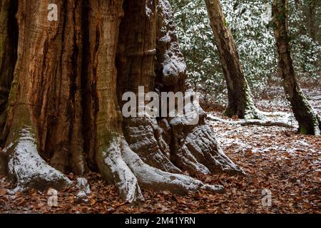 Farnham Common, Buckinghamshire, Großbritannien. 17.. Dezember 2022. Burnham Beeches in Buckinghamshire sieht heute noch wie ein Winterwunderland aus. Schnee bleibt auf den Bäumen, und Eiszapfen glitzern im Licht nach einem weiteren starken Nachtfrost. Burnham Beeches ist ein Ort von besonderem wissenschaftlichen Interesse und ein Paradies für Wildtiere. Die Temperaturen werden diese Woche ansteigen, und es wird starker Regen vorhergesagt. Kredit: Maureen McLean/Alamy Live News Stockfoto