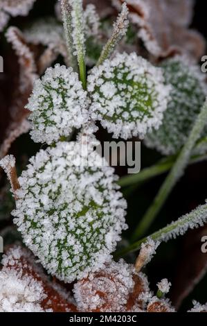 Farnham Common, Buckinghamshire, Großbritannien. 17.. Dezember 2022. Burnham Beeches in Buckinghamshire sieht heute noch wie ein Winterwunderland aus. Schnee bleibt auf den Bäumen, und Eiszapfen glitzern im Licht nach einem weiteren starken Nachtfrost. Burnham Beeches ist ein Ort von besonderem wissenschaftlichen Interesse und ein Paradies für Wildtiere. Die Temperaturen werden diese Woche ansteigen, und es wird starker Regen vorhergesagt. Kredit: Maureen McLean/Alamy Live News Stockfoto