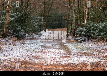 Farnham Common, Buckinghamshire, Großbritannien. 17.. Dezember 2022. Burnham Beeches in Buckinghamshire sieht heute noch wie ein Winterwunderland aus. Schnee bleibt auf den Bäumen, und Eiszapfen glitzern im Licht nach einem weiteren starken Nachtfrost. Burnham Beeches ist ein Ort von besonderem wissenschaftlichen Interesse und ein Paradies für Wildtiere. Die Temperaturen werden diese Woche ansteigen, und es wird starker Regen vorhergesagt. Kredit: Maureen McLean/Alamy Live News Stockfoto