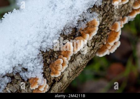 Farnham Common, Buckinghamshire, Großbritannien. 17.. Dezember 2022. Schnee auf Halterpilzen auf den Zweigen einer silbernen Birke in Burnham Beeches, die noch heute wie ein Winterwunderland-Film aussehen. Schnee bleibt auf den Bäumen, und Eiszapfen glitzern im Licht nach einem weiteren starken Nachtfrost. Burnham Beeches ist ein Ort von besonderem wissenschaftlichen Interesse und ein Paradies für Wildtiere. Die Temperaturen werden diese Woche ansteigen, und es wird starker Regen vorhergesagt. Kredit: Maureen McLean/Alamy Live News Stockfoto
