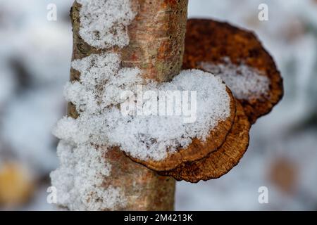 Farnham Common, Buckinghamshire, Großbritannien. 17.. Dezember 2022. Schnee auf Halterpilzen auf den Zweigen einer silbernen Birke in Burnham Beeches, die noch heute wie ein Winterwunderland-Film aussehen. Schnee bleibt auf den Bäumen, und Eiszapfen glitzern im Licht nach einem weiteren starken Nachtfrost. Burnham Beeches ist ein Ort von besonderem wissenschaftlichen Interesse und ein Paradies für Wildtiere. Die Temperaturen werden diese Woche ansteigen, und es wird starker Regen vorhergesagt. Kredit: Maureen McLean/Alamy Live News Stockfoto