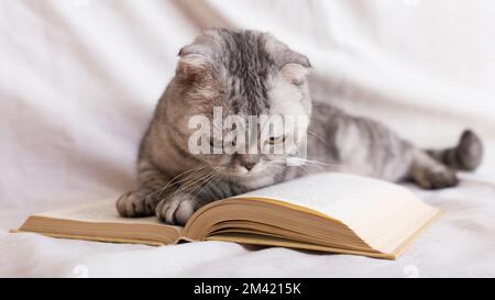 Leserkatze. Neugierige graue schottische Faltenkatze, die auf offenem Buch liegt und aufmerksam auf Seiten schaut Stockfoto