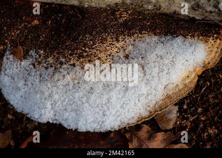 Farnham Common, Buckinghamshire, Großbritannien. 17.. Dezember 2022. Schnee auf Halterpilzen auf den Zweigen einer silbernen Birke in Burnham Beeches, die noch heute wie ein Winterwunderland-Film aussehen. Schnee bleibt auf den Bäumen, und Eiszapfen glitzern im Licht nach einem weiteren starken Nachtfrost. Burnham Beeches ist ein Ort von besonderem wissenschaftlichen Interesse und ein Paradies für Wildtiere. Die Temperaturen werden diese Woche ansteigen, und es wird starker Regen vorhergesagt. Kredit: Maureen McLean/Alamy Live News Stockfoto