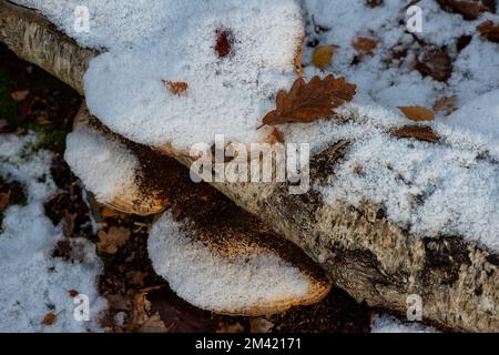 Farnham Common, Buckinghamshire, Großbritannien. 17.. Dezember 2022. Schnee auf Halterpilzen auf den Zweigen einer silbernen Birke in Burnham Beeches, die noch heute wie ein Winterwunderland-Film aussehen. Schnee bleibt auf den Bäumen, und Eiszapfen glitzern im Licht nach einem weiteren starken Nachtfrost. Burnham Beeches ist ein Ort von besonderem wissenschaftlichen Interesse und ein Paradies für Wildtiere. Die Temperaturen werden diese Woche ansteigen, und es wird starker Regen vorhergesagt. Kredit: Maureen McLean/Alamy Live News Stockfoto
