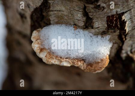 Farnham Common, Buckinghamshire, Großbritannien. 17.. Dezember 2022. Schnee auf Halterpilzen auf den Zweigen einer silbernen Birke in Burnham Beeches, die noch heute wie ein Winterwunderland-Film aussehen. Schnee bleibt auf den Bäumen, und Eiszapfen glitzern im Licht nach einem weiteren starken Nachtfrost. Burnham Beeches ist ein Ort von besonderem wissenschaftlichen Interesse und ein Paradies für Wildtiere. Die Temperaturen werden diese Woche ansteigen, und es wird starker Regen vorhergesagt. Kredit: Maureen McLean/Alamy Live News Stockfoto