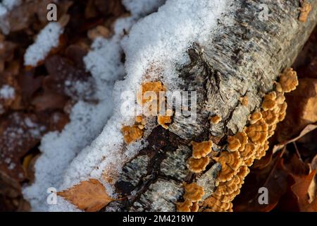 Farnham Common, Buckinghamshire, Großbritannien. 17.. Dezember 2022. Schnee auf Halterpilzen auf den Zweigen einer silbernen Birke in Burnham Beeches, die noch heute wie ein Winterwunderland-Film aussehen. Schnee bleibt auf den Bäumen, und Eiszapfen glitzern im Licht nach einem weiteren starken Nachtfrost. Burnham Beeches ist ein Ort von besonderem wissenschaftlichen Interesse und ein Paradies für Wildtiere. Die Temperaturen werden diese Woche ansteigen, und es wird starker Regen vorhergesagt. Kredit: Maureen McLean/Alamy Live News Stockfoto