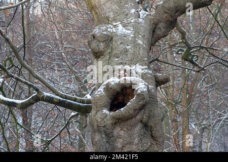 Farnham Common, Buckinghamshire, Großbritannien. 17.. Dezember 2022. Burnham Beeches in Buckinghamshire sieht heute noch wie ein Winterwunderland aus. Schnee bleibt auf den Bäumen, und Eiszapfen glitzern im Licht nach einem weiteren starken Nachtfrost. Burnham Beeches ist ein Ort von besonderem wissenschaftlichen Interesse und ein Paradies für Wildtiere. Die Temperaturen werden diese Woche ansteigen, und es wird starker Regen vorhergesagt. Kredit: Maureen McLean/Alamy Live News Stockfoto