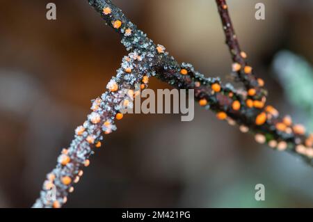 Farnham Common, Buckinghamshire, Großbritannien. 17.. Dezember 2022. Schleimschimmel auf einem Baumzweig in Burnham Beeches in Buckinghamshire, der noch heute wie ein Winterwunderland-Film aussieht. Schnee bleibt auf den Bäumen, und Eiszapfen glitzern im Licht nach einem weiteren starken Nachtfrost. Burnham Beeches ist ein Ort von besonderem wissenschaftlichen Interesse und ein Paradies für Wildtiere. Die Temperaturen werden diese Woche ansteigen, und es wird starker Regen vorhergesagt. Kredit: Maureen McLean/Alamy Live News Stockfoto