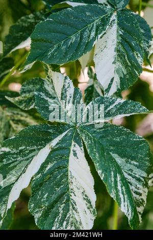 Aesculus turbinata „Marble Chip“, verschiedene japanische Pferdekeimnuss, Essteller-Größe, pazifisch zusammengesetzte Blätter Stockfoto