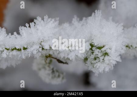 Farnham Common, Buckinghamshire, Großbritannien. 17.. Dezember 2022. Burnham Beeches in Buckinghamshire sieht heute noch wie ein Winterwunderland aus. Schnee bleibt auf den Bäumen, und Eiszapfen glitzern im Licht nach einem weiteren starken Nachtfrost. Burnham Beeches ist ein Ort von besonderem wissenschaftlichen Interesse und ein Paradies für Wildtiere. Die Temperaturen werden diese Woche ansteigen, und es wird starker Regen vorhergesagt. Kredit: Maureen McLean/Alamy Live News Stockfoto