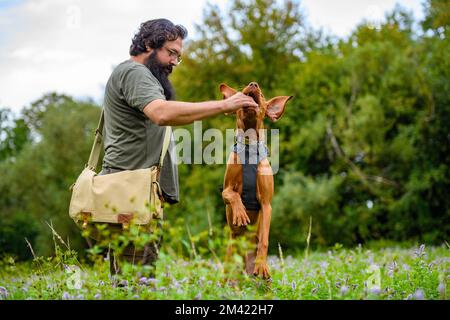 Das wunderschöne ungarische Vizsla Welpe und sein Besitzer während des Gehorsamstrainings im Freien. Positive Verstärkung und Belohnung. Stockfoto