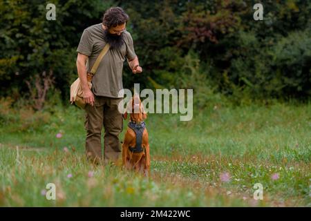 Schöne Ungarische Vizsla Welpen und ihre Besitzer in Obedience Training im Freien. Sitzen und Aufenthalt. Stockfoto