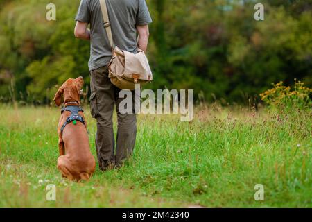 Schöne Ungarische Vizsla Welpen und ihre Besitzer in Obedience Training im Freien. Sitzen und Aufenthalt. Stockfoto
