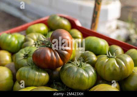 Die frischen roten und grünen Tomaten in einem roten Kasten, frisch gepflückt im Gewächshaus. Stockfoto