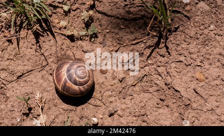 Braune Traubenschnecke liegt auf dem Hintergrund eines Grasnarbensegras Stockfoto