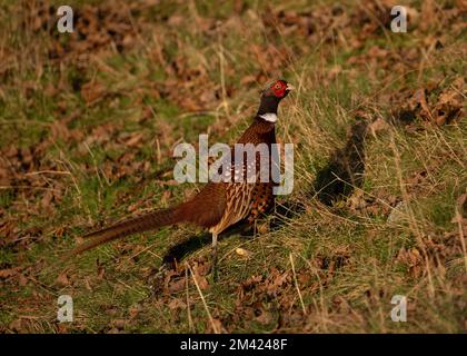 Fasan (Phasianus colchius), Männlich in Wintersonne, Heiligkeit, Dumfries, Südschottland Stockfoto