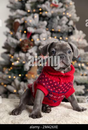 Ein Hündchen mit französischer Bulldogge trägt einen roten Weihnachts-Pullover am Fuße des Weihnachtsbaums mit hellen Bokeh-Hintergründen Stockfoto