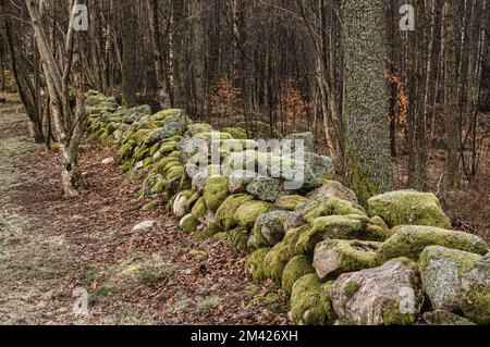 Grüne moosige Steinmauer im Wald, Schweden. Stockfoto