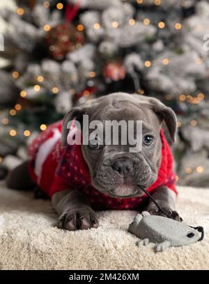Ein Hündchen mit französischer Bulldogge trägt einen roten Weihnachts-Pullover am Fuße des Weihnachtsbaums mit hellen Bokeh-Hintergründen Stockfoto