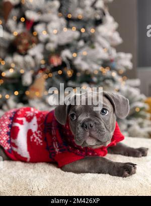 Ein Hündchen mit französischer Bulldogge trägt einen roten Weihnachts-Pullover am Fuße des Weihnachtsbaums mit hellen Bokeh-Hintergründen Stockfoto