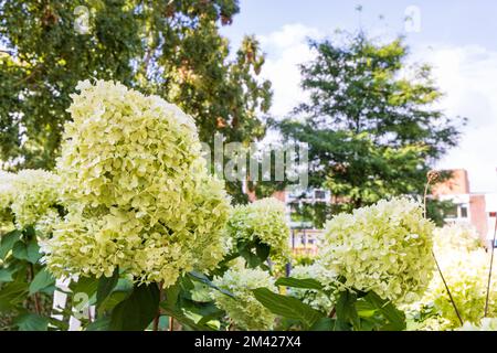 Nahaufnahme blühender Marienkäfer Hydrangea paniculata Strauch im Garten Stockfoto