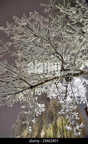 Schneebedeckte Bäume im London Snow - 11.. Dezember 2022 Stockfoto