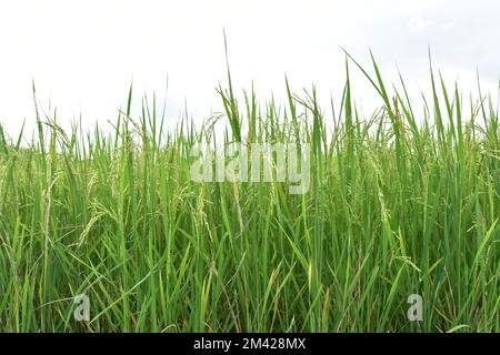 Reisfelder Stockfoto