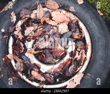 Reifen in braune Blätter auf dem Boden liegend abgedeckt Stockfoto