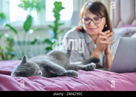 Entspannte, lügende graue Katze zu Hause auf dem Bett, Frau benutzt Laptop im Hintergrund Stockfoto