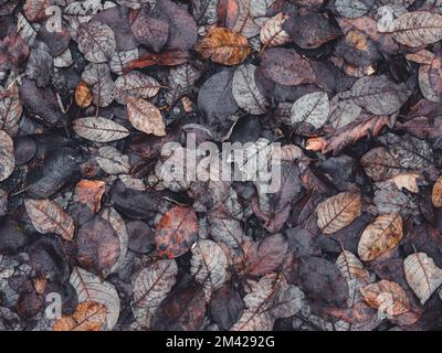 Herbstliches Laub am Boden liegen Stockfoto