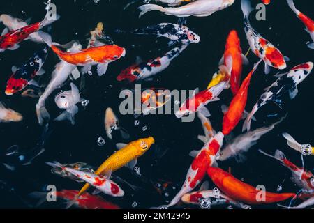 Ein Haufen Nishikigoi-Koi, der farbenfrohe Karpfen (cyprinus rubrofuscus), der aktiv im Teich schwimmt. Selektiver Fokus. Stockfoto