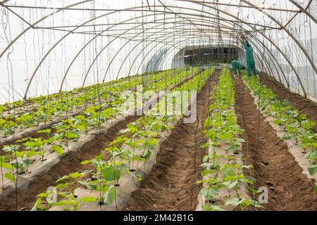 Reihen von Tomatenpflanzen, die in Innenräumen in einem Gewächshaustunnel aus Polyethylen wachsen Stockfoto