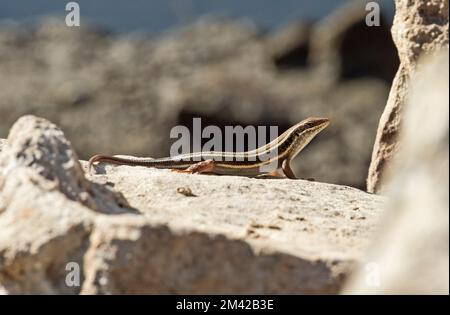 Die Blauschwanzechse stand auf einem Felsen in einem Garten auf dem Land und sonnte sich Stockfoto