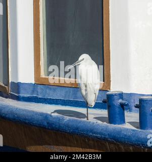 Großer Reiher ardea alba Wildvogel stand auf einem Bein am Rand des Bootsdecks bei Kapstan Stockfoto