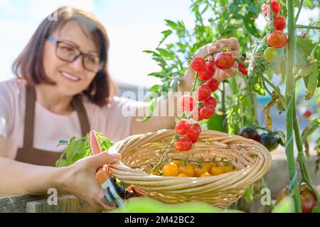 Ernte von Kirschtomaten, Nahaufnahme von Händen, die gelbe und rote Tomaten pflücken Stockfoto