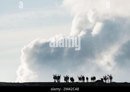 Silhouette von Rentieren mit dramatischen Wolken am Himmel, Schweden. Stockfoto