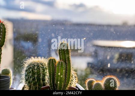 Regentropfen fallen auf verschiedene Kakteen, mitten in einem Sturm mit Sonnenstrahlen, die durch die Wolken brechen Stockfoto