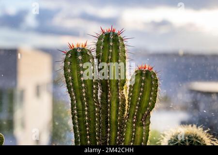 Regentropfen fallen auf Cereus cactus mit scharfen Spikes inmitten eines Sturms mit Sonnenstrahlen, die durch die Wolken brechen Stockfoto