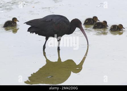 puna ibis (Plegadis ridgwayi) sondiert den Schlamm in einem flachen Teich mit seinem langen gebogenen Schirm auf wirbellose Tiere. Stockfoto