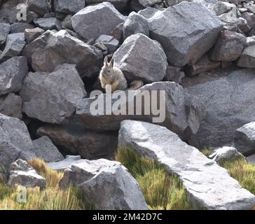 Ein nördlicher Berg Viscacha (Lagidium peruanum) am Eingang zu seiner Höhle in gefallenen Felsen. Er untersucht vorsichtig das grasbedeckte Gebiet, wo er an A ernährt Stockfoto