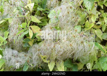 Clematis vitalba Samen. Köpfe mit seidigen Anhängseln im oktober, bekannt als Bart des alten Mannes Stockfoto