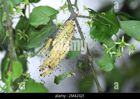 Gruppe von Larven von Bird-Cherry-Minen (Yponomeuta evonymella)-Puppen in dicht gepacktem kommunalen, weißen Netz auf einem Baumstamm und Ästen. Stockfoto