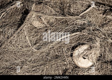 Alte Fischerbsen, Fischfangnetze, Material für die Arbeit im Mittelmeer, schwarz-weiß Stockfoto