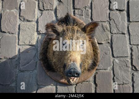 Wildschweinkopf auf Steinhintergrund Stockfoto
